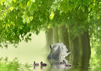 Perfect Summers Day, signets, sunny, leaves, trees, swan, beautiful, lake HD wallpaper