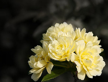 Yellow roses, flowers, roses HD wallpaper