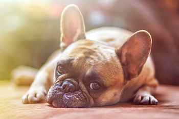 Animals, Dog, Muzzle, Sadness, Sight, Opinion, Sorrow, French Bulldog HD wallpaper