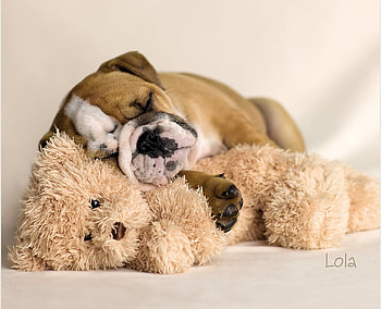 Sleeping puppy, dog, sweet, animal, toy, cute, puppy, teddy bear, rachael hale, caine, sleep HD wallpaper