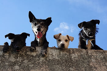 Four playful dogs peek over a wall against a clear blue sky in Mexico. HD wallpaper