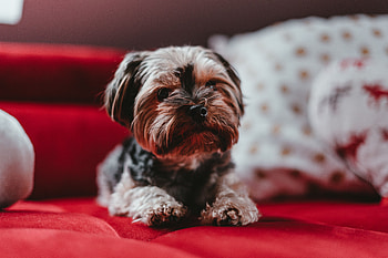 Animals, Dog, Muzzle, Puppy, Yorkshire Terrier HD wallpaper