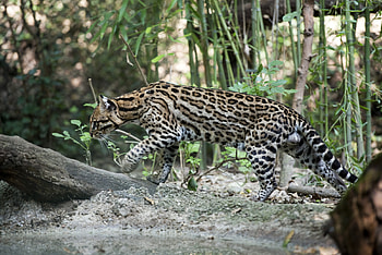 Ocelot, Big cats, Trunk tree, Leopardus pardalis HD wallpaper