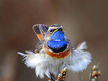 Beautiful Bird, cool, beautiful, bird HD wallpaper