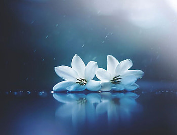 Flowers, White, Reflection, Two HD wallpaper
