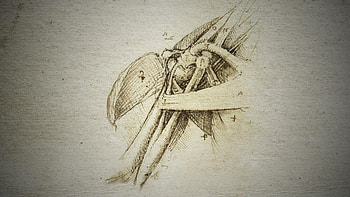 Shoulder anatomy, Leonardo da Vinci HD wallpaper