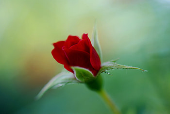 Red Rose, Flowers, Bud, Macro, Flower, Rose HD wallpaper