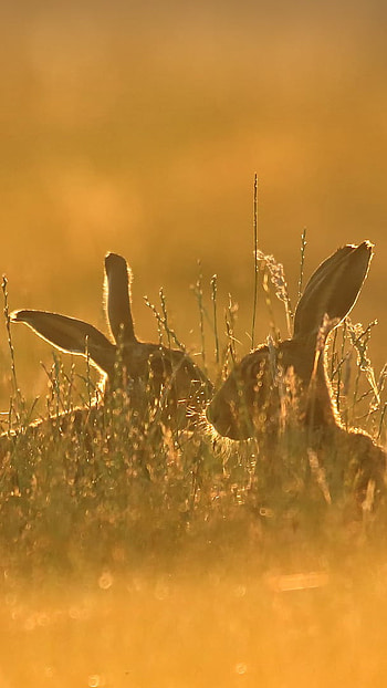 Rabbit Love, love, rabbit, sunset, romantic HD phone wallpaper