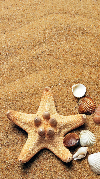 Seashell , Mobile serenity, Coastal elegance, Nature's gem HD phone wallpaper