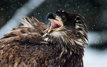 Animals, Feather, Bird, Beak, Aggression HD wallpaper