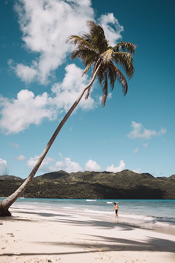 Stunning tropical beach with swaying palm trees and clear blue skies in the Dominican Republic. HD phone wallpaper