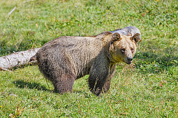 Animals, Grass, Bear, Predator, Animal HD wallpaper