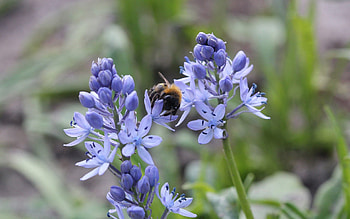 Flowers, Plant, Macro, Insect, Bumblebee HD wallpaper