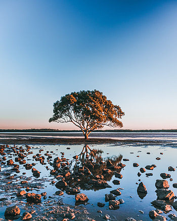 Nature, Water, Stones, Reflection, Shore, Bank, Wood, Tree HD phone wallpaper