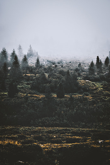 Nature, Trees, Grass, Fog HD phone wallpaper