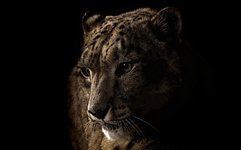 Dark, Leopard, Muzzle, Eyes, Shadow HD wallpaper