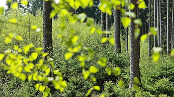 A tranquil view of a vibrant green forest during spring, with fresh leaves and tall trees. HD wallpaper