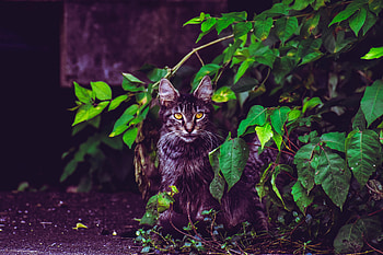 Animals, Cat, Fluffy, Foliage, Is Sitting, Sits HD wallpaper