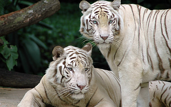 Animals, Tigers HD wallpaper