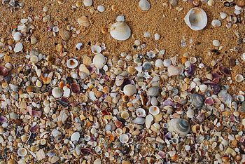 SEA SHELLS ON THE SEA SHORE, shore, shells, sand, beach HD wallpaper