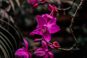 Great Purple, JAVAJODI, ittypb, ikcinbots, Hardflooefinishi33, Asadkhan12, Akansha27, beecrink2, joinuncle9, bookwire57, armcolon78, Alhana, bottlewhite12, alfredo75x, babiesauthor21, appvaytiennhanhbankso, karenjean589, knightleo30, holeaunt11 HD wallpaper