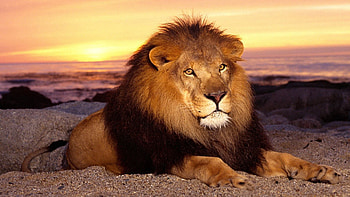 Animals, Sunset, Sand, To Lie Down, Lie, Lion, Mane HD wallpaper