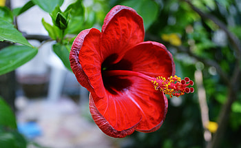 Hibiscus, summer, flower, green, red HD wallpaper