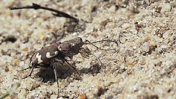 Beetle (Animals), Tiger beetle sandy, Stock video footage, Animal on sand HD wallpaper