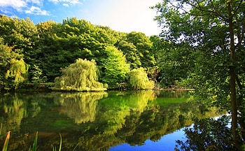 Calm river, river, creek, crystal, nice, shore, reflection, trees, greenery, calm, beautiful, summer, mirrored, pretty, green, nature, waters, riverbank, clear, lovely, forest, stream HD wallpaper