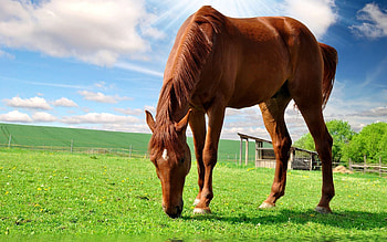 Animals, Nature, Food, Grass, Sky, Summer, Field, Stroll, Horse HD wallpaper
