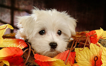 Animals, Dogs HD wallpaper