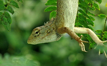 Animals, Nature, Forest, Greens, Lizard HD wallpaper