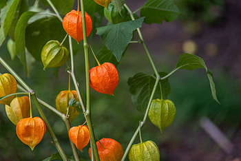 Physalis, Climate gardening, Obi tips, Growing in Middle Europe HD wallpaper