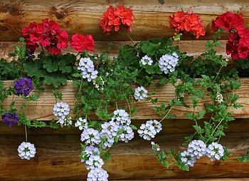 Flowers, Wall, Geranium HD wallpaper