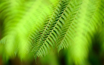 Leaves, Plant, Macro, Glare, Greens HD wallpaper