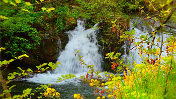 Waterfall in Spring, trees, river, flowers, cascade, blossoms HD wallpaper