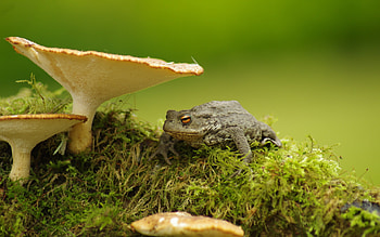 Toad , Eclectic collection, Toad species, Nature's splendor HD wallpaper
