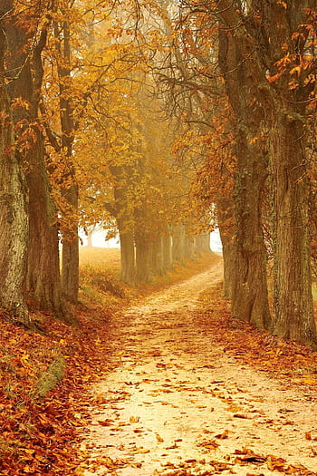 Inviting forest path lined with vibrant autumn leaves and towering trees. HD phone wallpaper