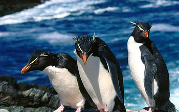 Animals, Water, Pinguins, Stroll, Three HD wallpaper