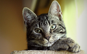 Animals, Cat, Muzzle, Striped, Sight, Opinion, Nice, Sweetheart HD wallpaper