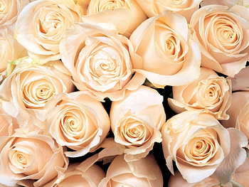 Plants, Flowers, Roses HD wallpaper