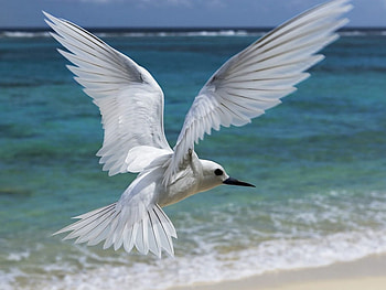 White_Bird, white, sand, bird, animals, sky, water, beach HD wallpaper