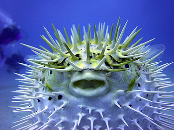The puffer fish, fish, nature, animals HD wallpaper