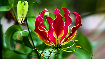 Red Yellow Flame Lily Flowers In Blur Green Leaves Background Flowers HD wallpaper