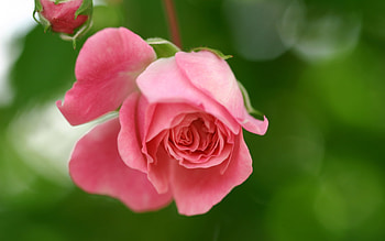 Plants, Flowers, Roses HD wallpaper