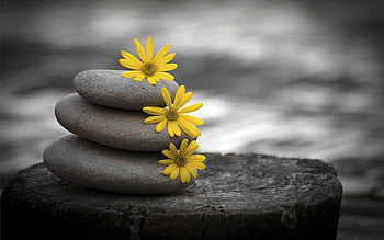 Plants, Flowers, Stones HD wallpaper