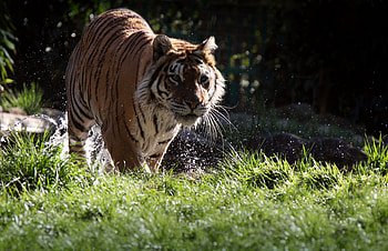 Animals, Predator, Tiger, Stripes, Streaks, Moustache, Mustache HD wallpaper