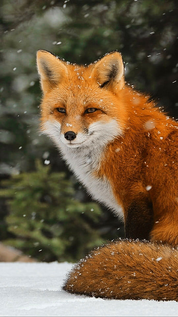 Awesome fox , Impressive shots, Stunning beauty, graphy art HD phone wallpaper