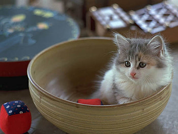 Kitten in pot, sweet, kitten, cat, pot HD wallpaper