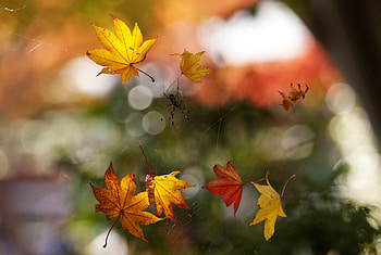 Autumn, Web, Macro, Foliage, Bokeh, Boquet, Spider HD wallpaper